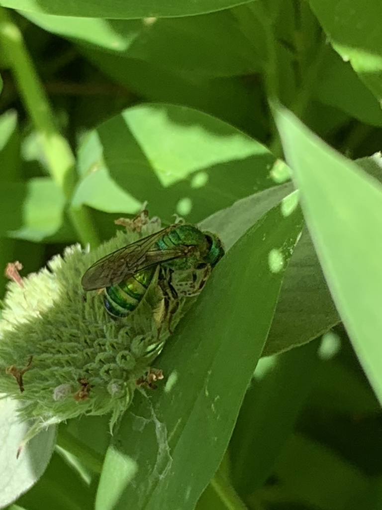 Silky Striped Sweat Bee