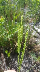 Amphicarpum amphicarpon