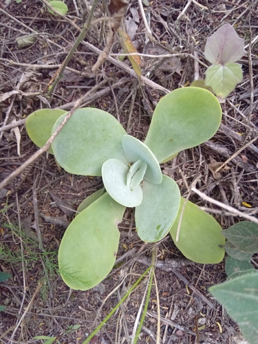 Kalanchoé sauvage 4