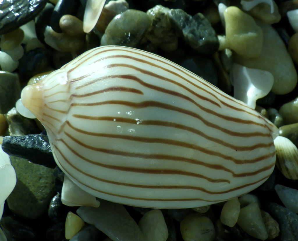 Zebra Volute from Burleigh Heads Rocky Shores, QLD, Australia on April ...