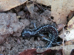 Plethodon grobmani