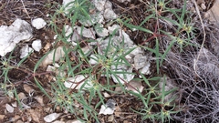 Euphorbia exstipulata