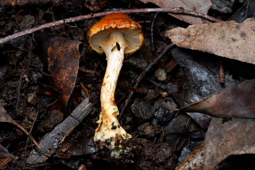 Cortinarius abnormis · April 2025 · photo: © celadonfern (iNaturalist, cc-by)