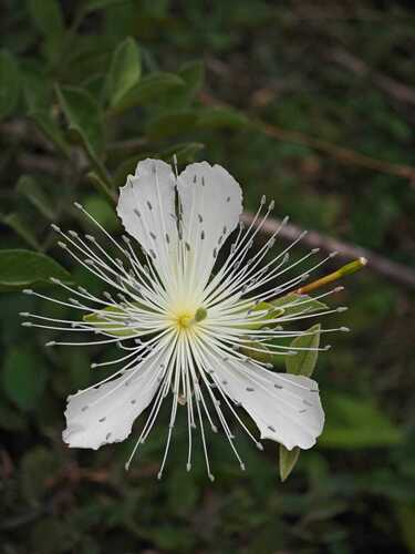 Capparis grandiflora (Capparis grandiflora)