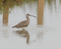 Numenius phaeopus hudsonicus