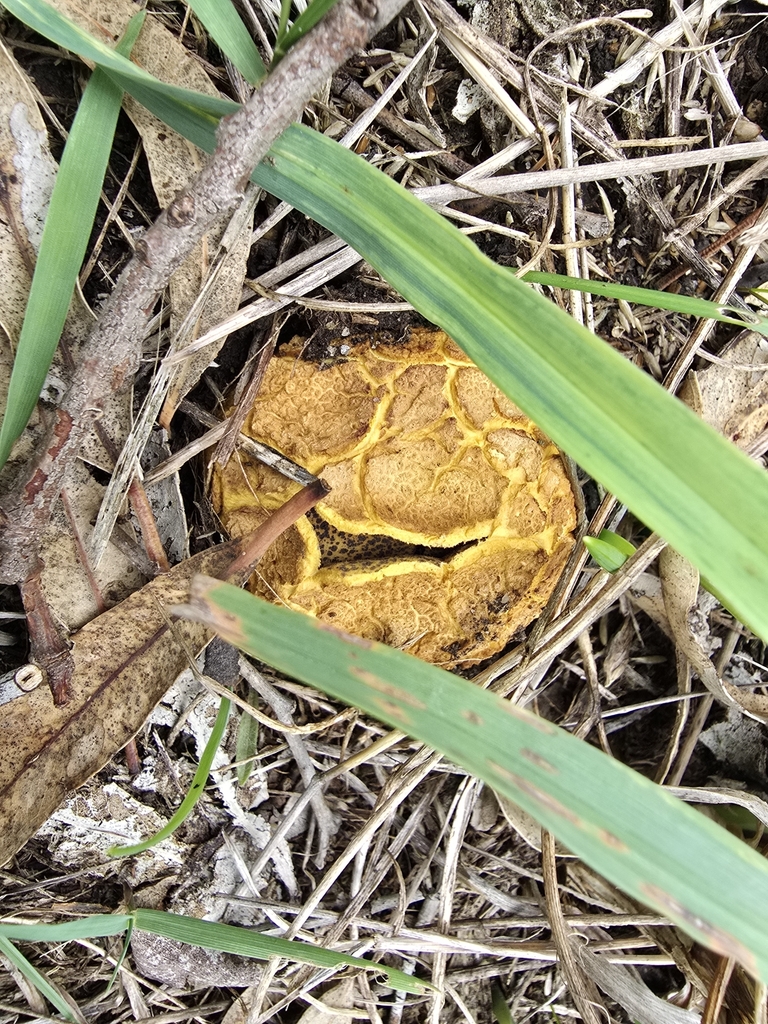 Scleroderma cepa · April 2025 · photo: © jlayy (iNaturalist, cc-by-nc)