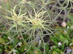 Castilleja cervina