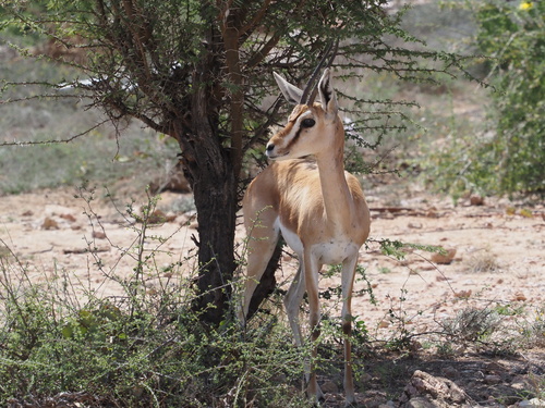 Dorcas Gazelle