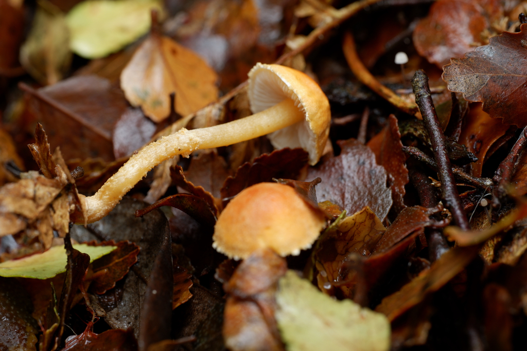 Cystoderma clastotrichum · April 2025 · photo: © celadonfern (iNaturalist, cc-by)