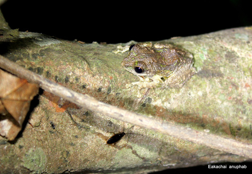 Kurixalus bisacculus observed 2025-04-23