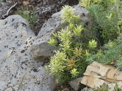 Castilleja cervina