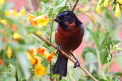 Diglossa brunneiventris