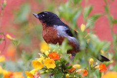 Diglossa brunneiventris