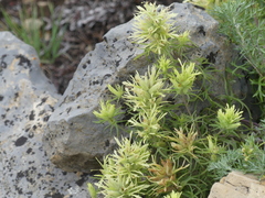 Castilleja cervina