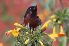 Diglossa brunneiventris