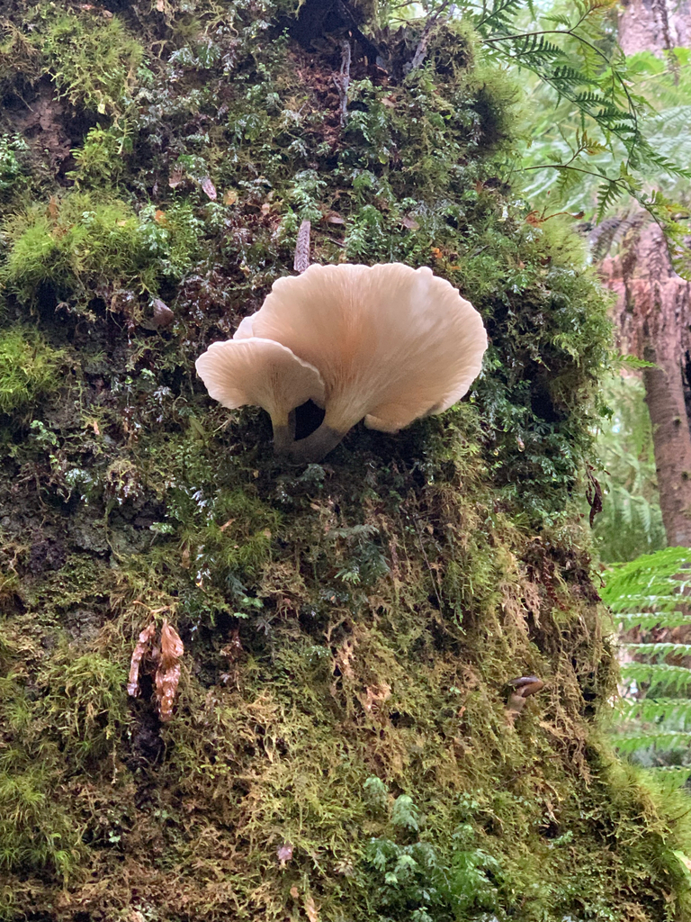 Omphalotus nidiformis · April 2025 · photo: © celadonfern (iNaturalist, cc-by)