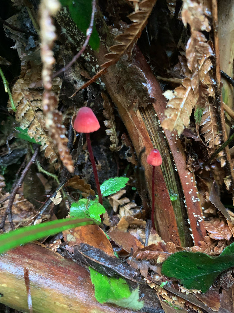 Mycena toyerlaricola · April 2025 · photo: © celadonfern (iNaturalist, cc-by)