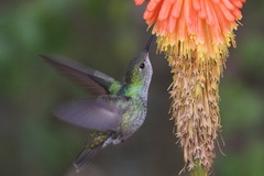Elliotomyia chionogaster