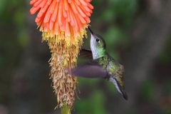 Elliotomyia chionogaster