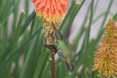 Elliotomyia chionogaster