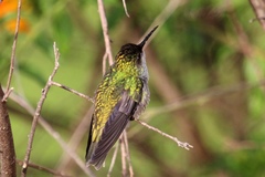 Elliotomyia chionogaster