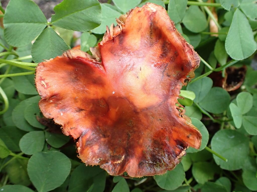 Leratiomyces ceres · April 2025 · photo: © ecoman (iNaturalist, cc-by)