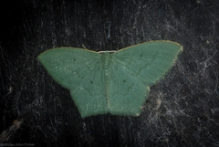 Maxates centrophylla