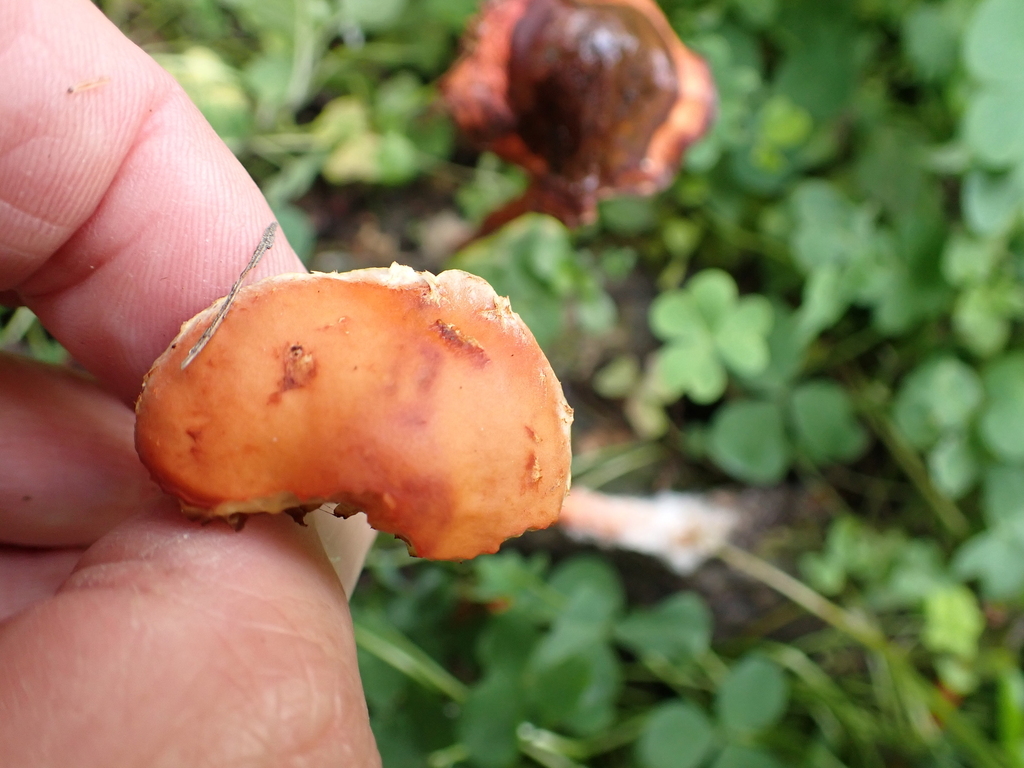 Leratiomyces ceres · April 2025 · photo: © ecoman (iNaturalist, cc-by)