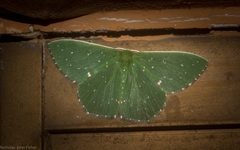 Prasinocyma iosticta