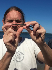 Fistularia tabacaria