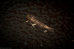 Macrobathra alternatella