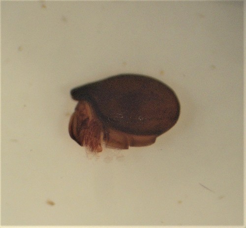 Notophthiracarus