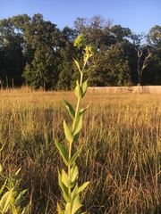 Silphium integrifolium laeve