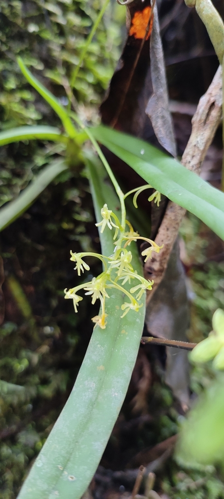 Angraecopsis parviflora