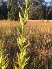 Silphium integrifolium laeve