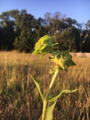 Silphium integrifolium laeve