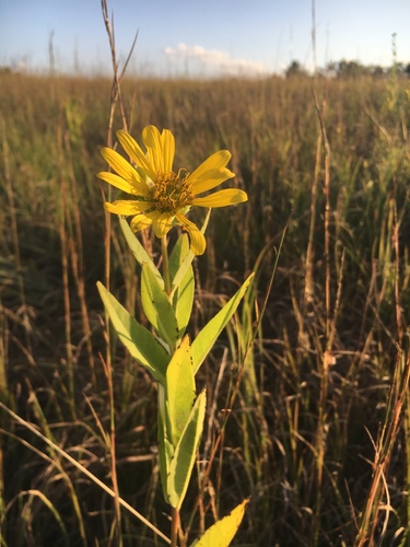 Silphium integrifolium var. laeve