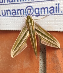 Xylophanes eumedon