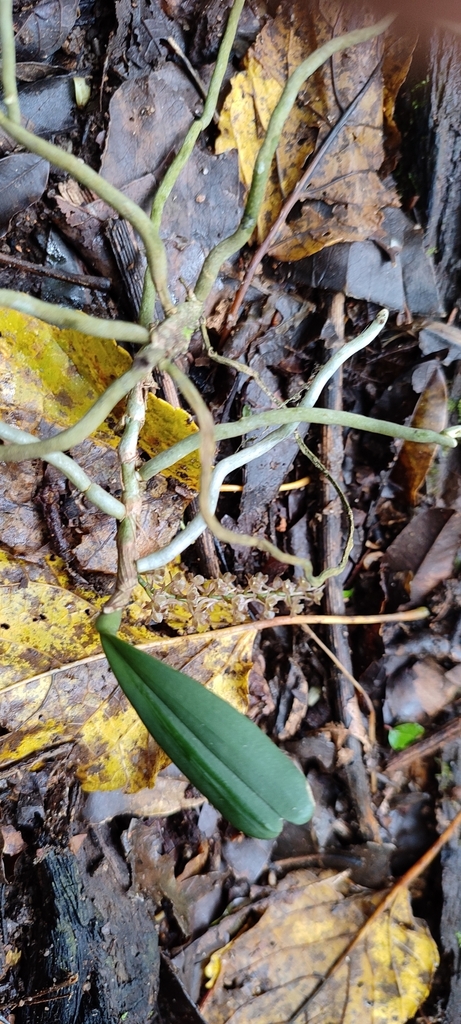 Rhipidoglossum rutilum