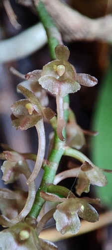 Rhipidoglossum rutilum, photograph 2