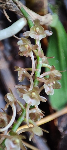 Rhipidoglossum rutilum, photograph 3