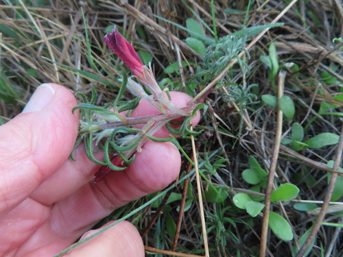 Image of Oxalis hirta by (c) linkie, some rights reserved (CC BY)