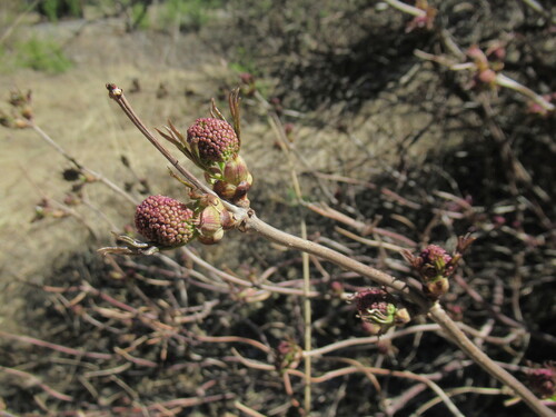 Image of Sambucus sibirica by no rights reserved
