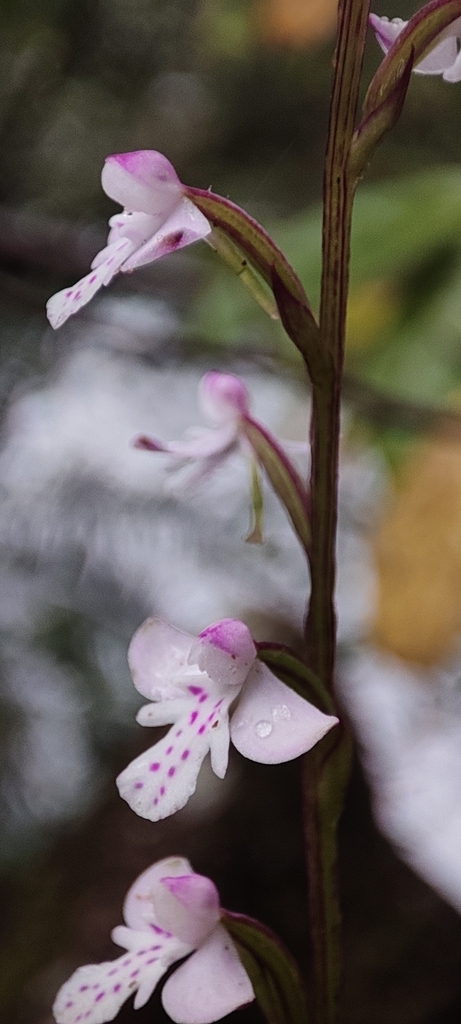 Cynorkis debilis