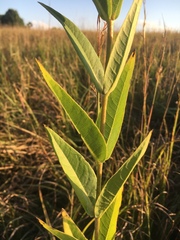 Silphium integrifolium laeve
