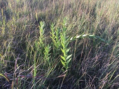 Silphium integrifolium laeve