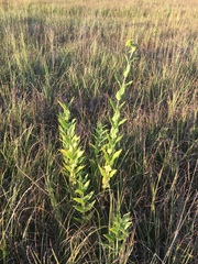 Silphium integrifolium laeve