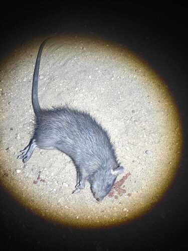 Greater Bandicoot Rat