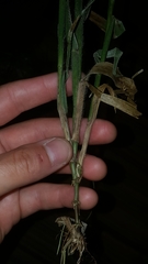 Amphicarpum amphicarpon