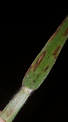 Amphicarpum amphicarpon